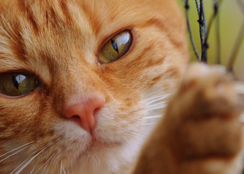 Comment faire uriner un chat paralysé ?