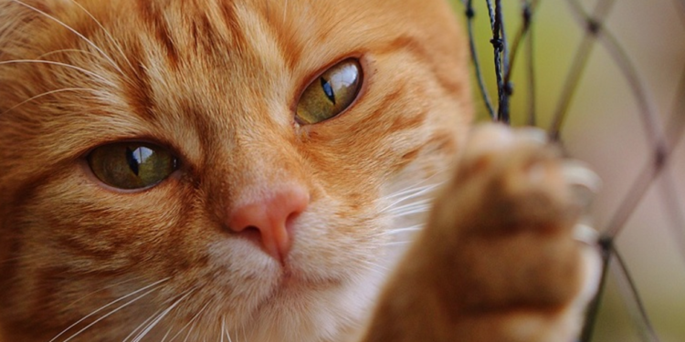 Comment faire uriner un chat paralysé ?