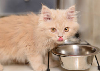 Comment faire pour qu'un chaton s'habitue à sa nouvelle maison ?