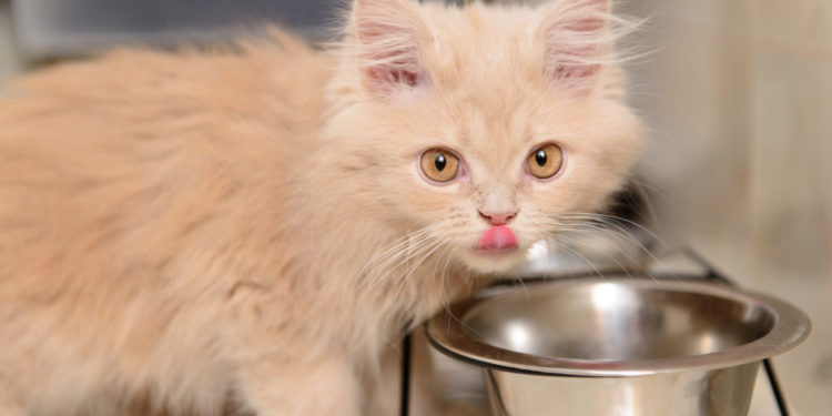 Comment faire pour qu'un chaton s'habitue à sa nouvelle maison ?