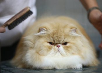 Comment se forme les boule de poils chat ?