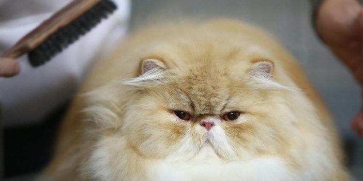 Comment se forme les boule de poils chat ?