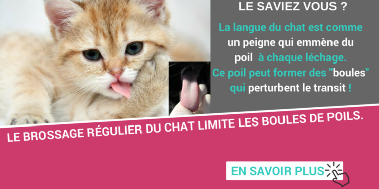 Comment savoir si un chat a une boule de poil ?