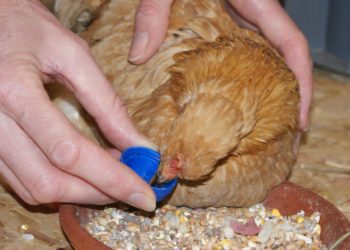 Archives Des Comportement D Un Chat Mourant Animaux Info Votre Source Numero 1 D Informations Et Tutoriels Sur Les Animaux