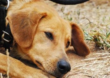Comment débloquer un chien ?
