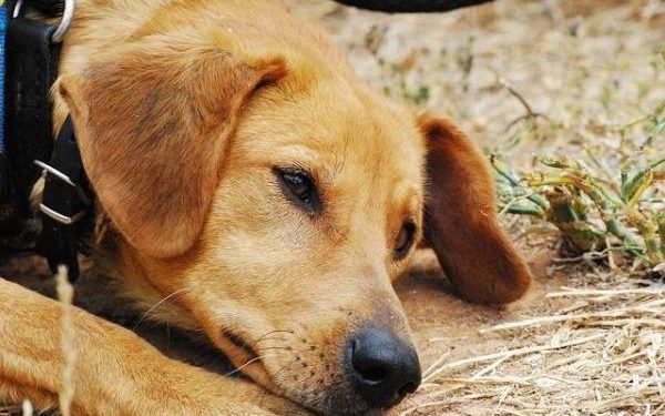 Comment débloquer un chien ?