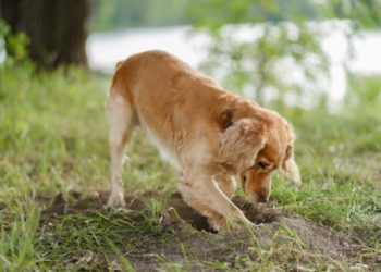 Pourquoi mon chien se fait vomir ?
