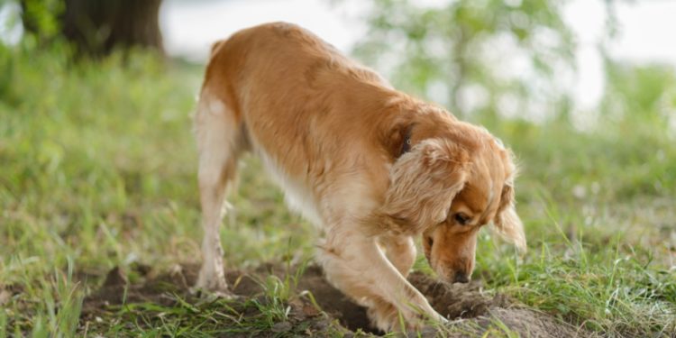 Pourquoi mon chien se fait vomir ?