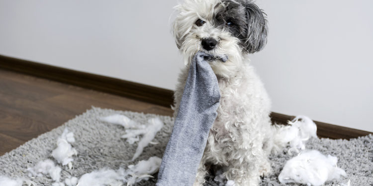 Pourquoi mon chien mange des chaussette ?