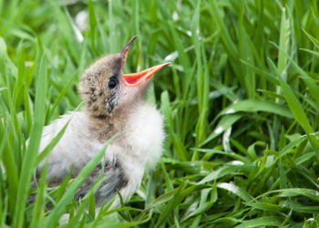 Comment soigner un oisillon ?