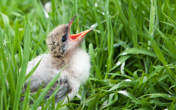 Comment soigner un oisillon ?