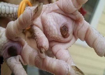 Comment soigner pododermatite poule ?