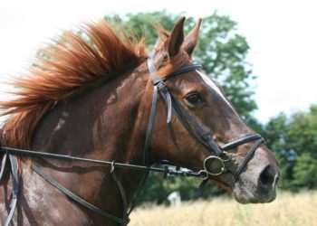 Quel mors pour redresser un cheval ?