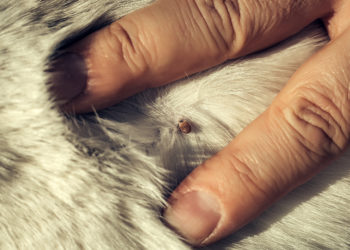 Comment enlever les croûtes de mon chat ?