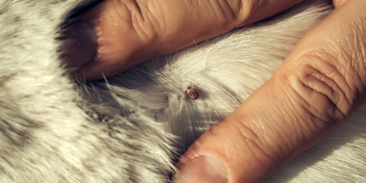 Comment enlever les croûtes de mon chat ?