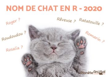 Quel nom pour les chats en 2020 ?