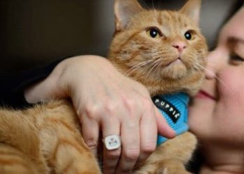 Comment rebaptiser un chat ?