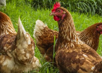 Quelle lettre pour les poules en 2020 ?