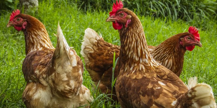 Quelle lettre pour les poules en 2020 ?