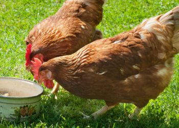 Quelle est la lettre pour les poules en 2020 ?