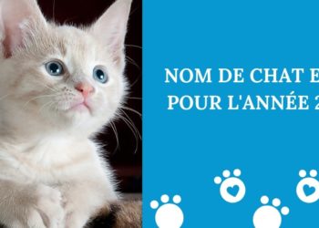 Quel nom donner à un chat femelle ?