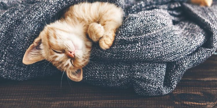 Comment appeler son chat en 2021 ?