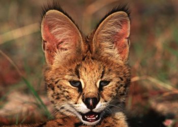 Quelle lettre pour les poisson en 2021 ?