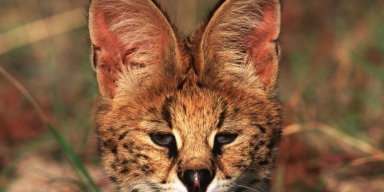 Quelle lettre pour les poisson en 2021 ?