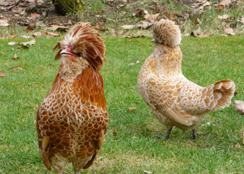 Est-ce qu'une poule reconnaît son nom ?