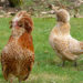 Est-ce qu'une poule reconnaît son nom ?
