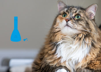 Où mettre la pipette Anti-puce chat ?