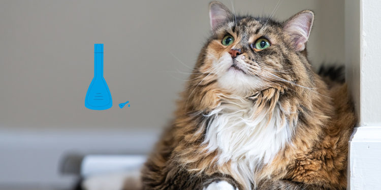 Où mettre la pipette Anti-puce chat ?