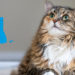 Où mettre la pipette Anti-puce chat ?