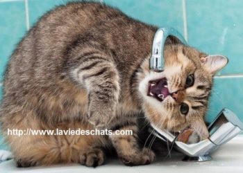 Comment apprendre à mon chaton à boire de l'eau ?