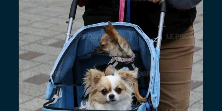 Quel médicament pour chien hyperactif ?