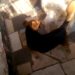 Quand un chien s'assagit ?