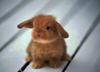 Comment apprendre à faire des tours à son lapin ?