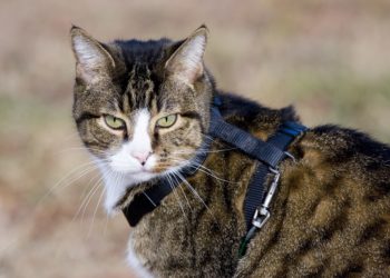 Comment habituer un chat adulte à la laisse ?