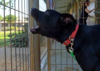 Pourquoi mon chien aboie quand je ne suis pas là ?