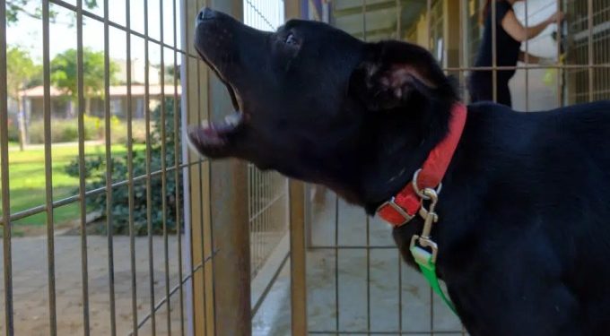 Pourquoi mon chien aboie quand je ne suis pas là ?