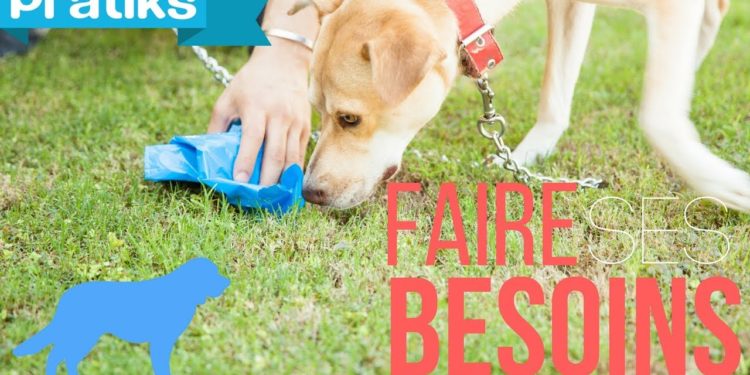 Comment apprendre à un chien à faire ses besoins à un endroit précis ?