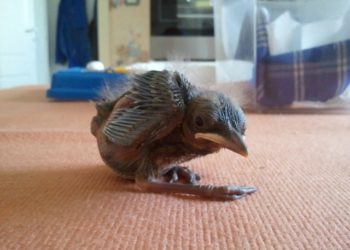 Qu'est-ce que mange un bébé merle ?