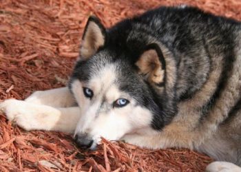 Est-ce que je peux donner du Benadryl à mon chien ?