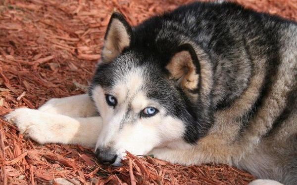 Est-ce que je peux donner du Benadryl à mon chien ?