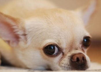 Comment hydrater un chien qui vomit ?