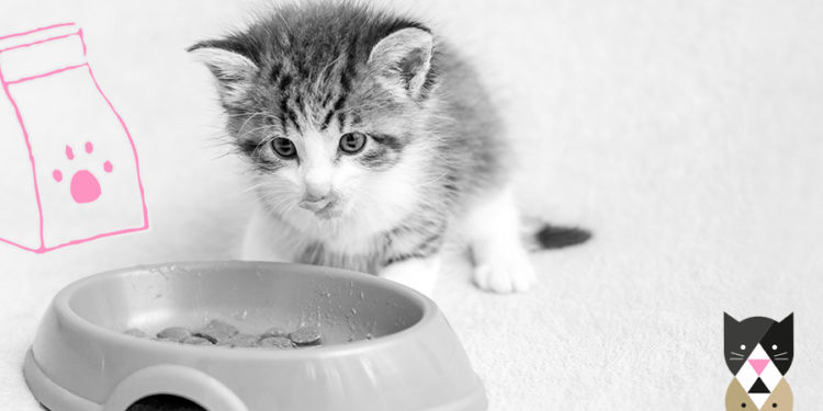 Quels sont les aliments préférés des chats ?
