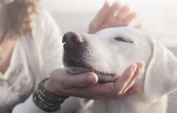 Comment faire avorter une chienne naturellement ?