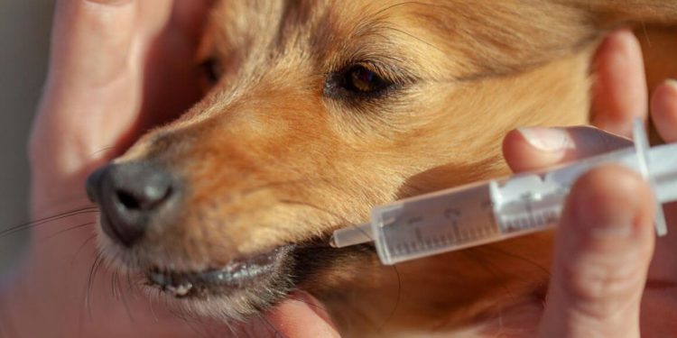 Qu'est-ce qui peut faire vomir un chien ?