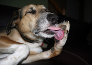 Comment empêcher un chien de se lécher les pattes ?