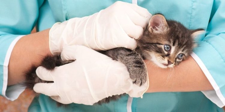 Comment soigner un chat qui saigne ?